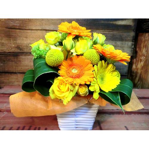 �L���[�g�ȃA�����W�@YellowOrange�@(�K�[�x���̃t�����[�A�����W�����g�j�@�C�G���[�n�@�a�����A�����L�O���A���j���A���\��A�R���T�[�g�A���C�u3