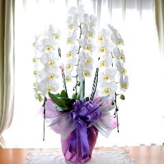 �Ӓ����@���@�R�{���ā@�������p�@�TL�@��c��@�������@�����z�B�@�������A������݁A���~�A���ފ݁A�����A�@���A���ԁA���ʖ�A���ʎ�  ��������