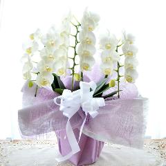 �Ӓ����@�~�f�B�[�@���@�R�{���ā@�������p�@���n�@�������A������݁A���~�A���ފ݁A�����A�@���A���ԁA���ʖ�A���ʎ��A���ʂ��