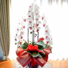�Ӓ����@���ԁ@���j���p�@�����O�@��c��@�������@�����z�B�@�J�X�j���A�J�Əj���A���N�j���A�A�C�j���A�ړ]�j��  ��������