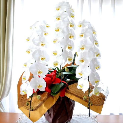 �Ӓ����@���@�R�{���ā@���j���p�@�����O�@��c��@�������@�����z�B�@�J�X�j���A�J�Əj���A���N�j���A�A�C�j���A�ړ]�j��  ��������