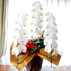 �Ӓ����@���@�R�{���ā@���j���p�@�����O�@��c��@�������@�����z�B�@�J�X�j���A�J�Əj���A���N�j���A�A�C�j���A�ړ]�j��  ��������