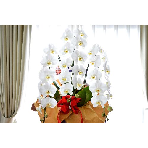 �Ӓ����@���@�R�{���ā@���j���p�@�UL�@��c��@�������@�����z�B�@�J�X�j���A�J�Əj���A���N�j���A�A�C�j���A�ړ]�j��  ��������2