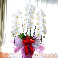 �Ӓ����@���@�R�{���ā@���j���p�@5L�@��c��@�������@�����z�B�@�J�X�j���A�J�Əj���A���N�j���A�A�C�j���A�ړ]�j��  ��������