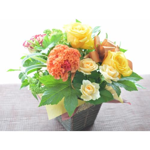 �L���[�g�ȃA�����W�����g�@YellowSense�@(�o���̃t�����[�A�����W�����g�j�@���F�I�����W�n�@�a�����A�����L�O���A���j���A���\��A�R���T�[�g�A���C�u4