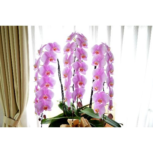 �Ӓ����@�s���N�@�R�{���ā@���j���p�@6L�@��c��@�������@�����z�B�@�J�X�j���A�J�Əj���A���N�j���A�A�C�j���A�ړ]�j��  ��������2