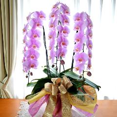 �Ӓ����@�s���N�@�R�{���ā@���j���p�@6L�@��c��@�������@�����z�B�@�J�X�j���A�J�Əj���A���N�j���A�A�C�j���A�ړ]�j��  ��������