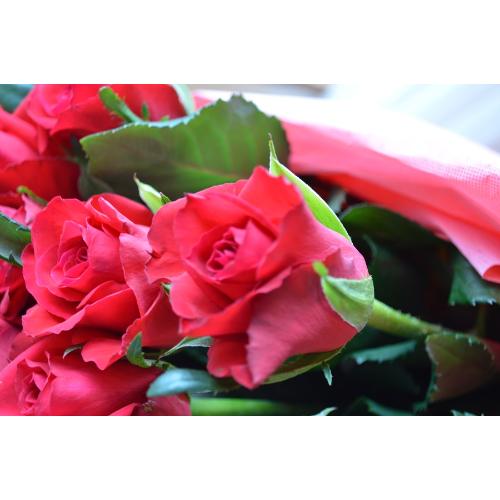 �����u�[�P�@RedRose�@�i�o���̉ԑ��j�@�Ԍn �a�����A�����L�O���A���j���A�����}�i���ʁA���}�j�A�ސE�j���A���\��5