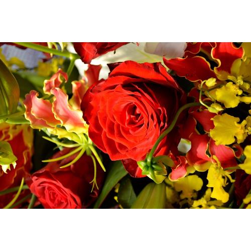 �������A���@�u�[�P�@RedAnniversary�@�i�o���̉ԑ��j���b�h�n�@�a�����A�����L�O���A���j���A���ʁA���\��A�h�V�̓�5