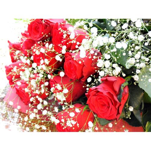 �P�_�[�X�̐Ԃ��o��  ���ԓ���i�ԑ��j�Ԍn�@�o�����^�C���A�z���C�g�f�C�A�����L�O���A�v���|�[�Y�A���l�̓��A�N���X�}�X4