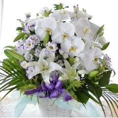 �������p�@�A�����W�����g�@��P�@�i�Ӓ����̃t�����[�A�����W�������g�j�@���n�@�������A������݁A���~�A���ފ݁A�����A�@��