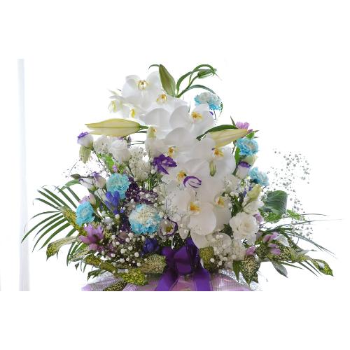 �������p�@�A�����W�����g�@�m�ԁ@���R�i�Ӓ����ƃ����̃t�����[�A�����W�����g�j�@���n�@�������A������݁A���~�A���ފ݁A�����A�@���A�l�\����A�����3