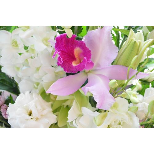 �������p�@�A�����W�����g�i�a�mMix�j�@�䍂�@�i�e�Ɨ��̃t�����[�A�����W�����g�j�@���n�@�������A������݁A���~�A���ފ݁A�����A�@���A�l�\����A�����4