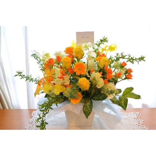 �A���x�X�N�@�i�o���ƃK�[�x���̃t�����[�A�����W�����g�j�C�G���[�I�����W�n�@�a�����A�����L�O���A���j���A�J�X�A�J�ƁA���\��3
