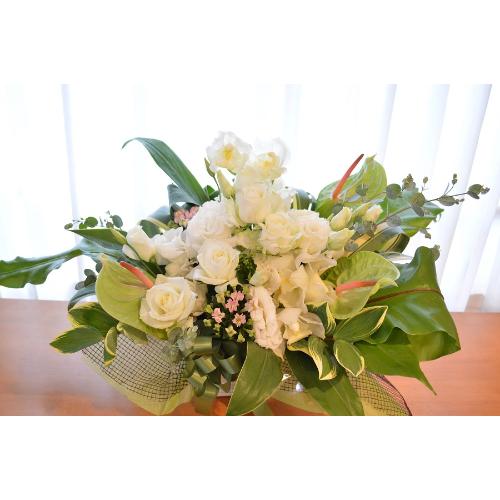 �������A���@�A�����W�@WhiteDiamond�@�i�o���ƃg���R�L�L���E�̃t�����[�A�����W�����g�j���n�@�a�����A�����L�O���A���j���A�J�X�A�J��2