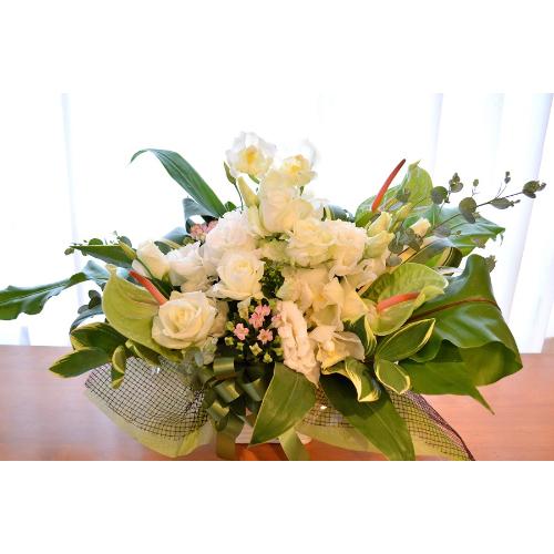 �������A���@�A�����W�@WhiteDiamond�@�i�o���ƃg���R�L�L���E�̃t�����[�A�����W�����g�j���n�@�a�����A�����L�O���A���j���A�J�X�A�J��5