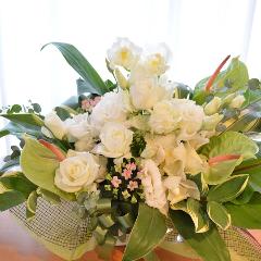 �������A���@�A�����W�@WhiteDiamond�@�i�o���ƃg���R�L�L���E�̃t�����[�A�����W�����g�j���n�@�a�����A�����L�O���A���j���A�J�X�A�J��