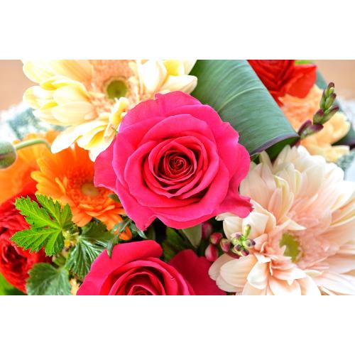 �v�`�ґ�ȃA�����W�@GirlsCollection�@(�o���ƃK�[�x���̃t�����[�A�����W�����g�j�s���N�n�@���a�����A�����L�O���A���j���A�h�V�̓�5