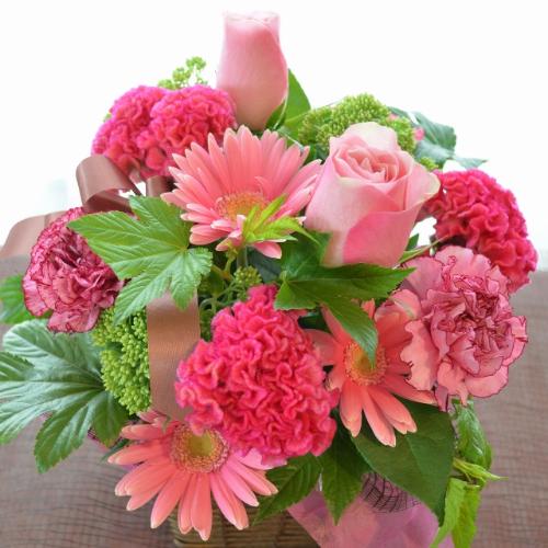 �v�`�ґ�ȃA�����W�@PinkViola�@(�o���ƃK�[�x���̃t�����[�A�����W�����g�j�@�s���N�n�@�a�����A�����L�O���A���j���A���\��A�R���T�[�g�A���C�u