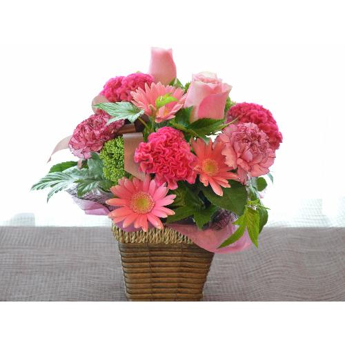 �v�`�ґ�ȃA�����W�@PinkViola�@(�o���ƃK�[�x���̃t�����[�A�����W�����g�j�@�s���N�n�@�a�����A�����L�O���A���j���A���\��A�R���T�[�g�A���C�u3