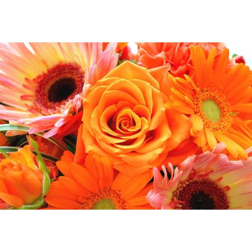 �L���[�g�ȃA�����W�@OrangeDance�@�i�o���ƃK�[�x���̃t�����[�A�����W�����g�j�C�G���[�I�����W�n�@���a�����A�����L�O���A���j���A�h�V�̓�5