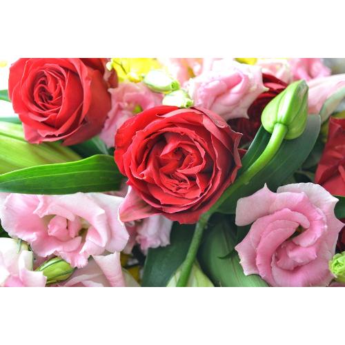 �������A���@�u�[�P�@RedMemory�@�i�o���ƃ����̉ԑ��j�s���N���b�h�n�@�a�����A�����L�O���A���j���A���ʁA���\��A�h�V�̓�4