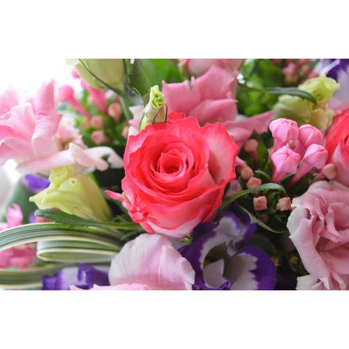 ��l�̃A�����W�@LivePink�@�i�o���ƃg���R�L�L���E�̃t�����[�A�����W�����g�j�s���N�n�@�a�����A�����L�O���A���j��5
