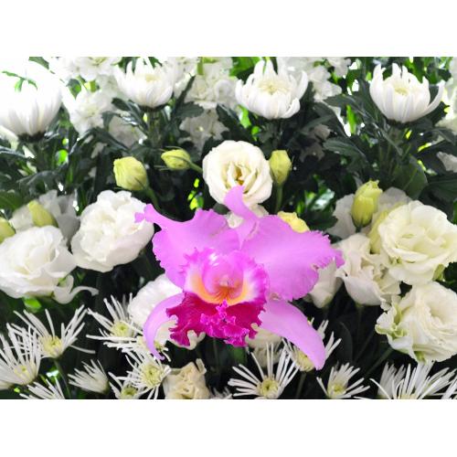 �������p�@�A�����W�����g�@����5
