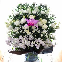 �������p�@�A�����W�����g�@����