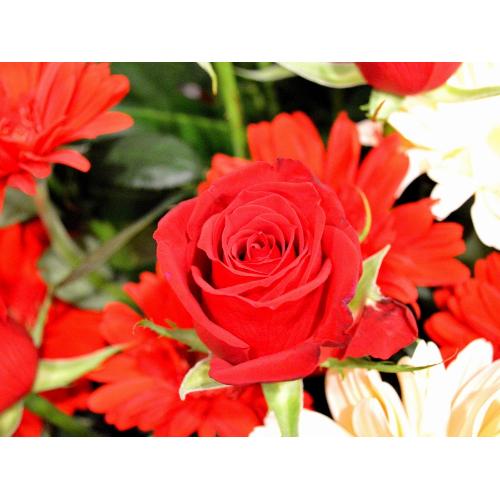 �p�Y�i�o���̃t�����[�A�����W�����g�j�Ԍn�@�a�����A�����L�O���A�җ�A�A�C�j���A�J�X�j��4