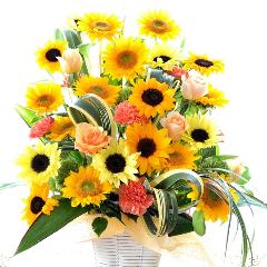 �G���[�[�@�i�q�}�����̃t�����[�A�����W�����g�j�@���F�n�@�a�����A�����L�O���A���j���A�J�X�A�J��