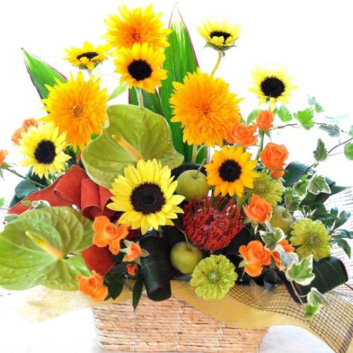 �������A���@�A�����W�@VincentOrange�@�@�i�q�}�����̃t�����[�A�����W�����g�j���F�n�@�@�a�����A�����L�O���A���j���A�J�X�A�J��
