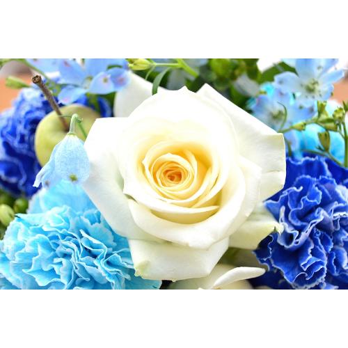 ��l�̃A�����W�@�a�������v���������@�i�J�[�l�[�V�����̃t�����[�A�����W�����g�j�u���[�n�@�a�����A�����L�O���A���j��5