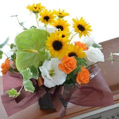 �v�`�ґ�ȃA�����W�@SunMelody�@�i�q�}�����̃t�����[�A�����W�������g�j���F�n