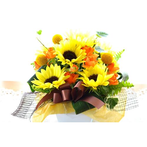 �v�`�ґ�ȃA�����W�����g�@SummerMelody�@�i�q�}�����̃t�����[�A�����W�������g�j���F�n�@�a�����A�����L�O���A���j���A���\��A�R���T�[�g�A���C�u3