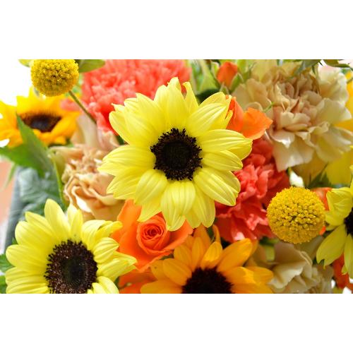�v�`�ґ�ȃA�����W�@SummerSong�@�i�q�}�����̃t�����[�A�����W�������g�j���F�n�@�a�����A�����L�O���A���j���A���\��A�R���T�[�g�A���C�u5