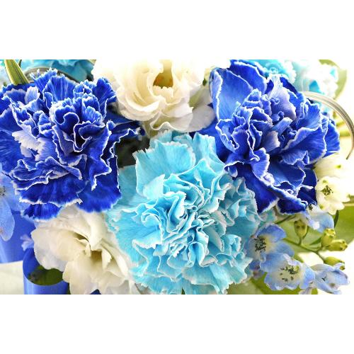 �v�`�ґ�ȃA�����W�@BlueWhite�@�i�J�[�l�[�V�����̃t�����[�A�����W�����g�j�u���[�n�@�a�����A�����L�O���A���j���A�h�V�̓�5