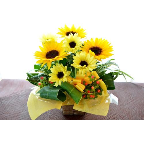 �L���[�g�ȃA�����W�@SummerWaltz�@�i�q�}�����̃t�����[�A�����W�������g�j�C�G���[�I�����W�n�@�a�����A�����L�O���A���j���A���\��A�R���T�[�g�A���C�u2