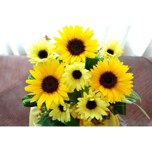 �L���[�g�ȃA�����W�@SummerWaltz�@�i�q�}�����̃t�����[�A�����W�������g�j�C�G���[�I�����W�n�@�a�����A�����L�O���A���j���A���\��A�R���T�[�g�A���C�u3
