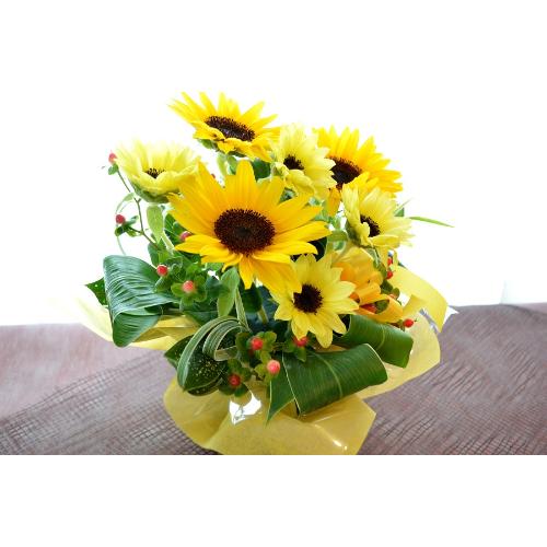 �L���[�g�ȃA�����W�@SummerWaltz�@�i�q�}�����̃t�����[�A�����W�������g�j�C�G���[�I�����W�n�@�a�����A�����L�O���A���j���A���\��A�R���T�[�g�A���C�u4