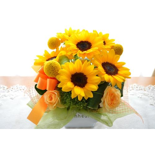 �L���[�g�ȃA�����W�@�n����������Sun�@�i�q�}�����̃t�����[�A�����W�������g�j�C�G���[�I�����W�n2