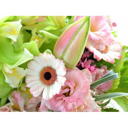 �������A���@�A�����W�����g�@PinkSweet�@(���ƃ����̃t�����[�A�����W�����g�j�s���N�n�@�a�����A�����L�O���A���j���A��̓��A�h�V�̓�5