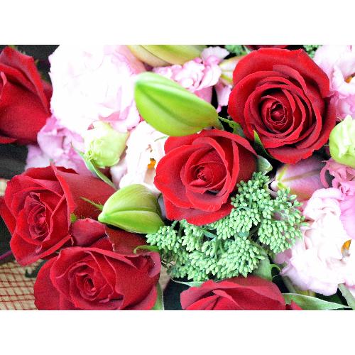 �������A���@�u�[�P�@FreedomRed�@�i�o���ƃg���R�L�L���E�̉ԑ��j�@�s���N�n�@�a�����E�����L�O���E���ʁE���j���E���\��E�N���X�}�X5