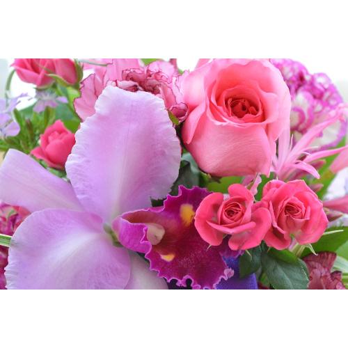 �v�`�ґ�ȃA�����W�@LoveSense�@�i�J�g���A�ƃo���̃t�����[�A�����W�����g�j�s���N�n�@�a�����A�����L�O���A���j��5