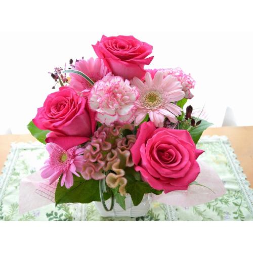 �v�`�ґ�ȃA�����W�@MilkyPink  (�o���ƃK�[�x���̃t�����[�A�����W�����g�j�@�s���N�n�@�a�����A�����L�O���A���j���A���\��A�R���T�[�g�A���C�u2