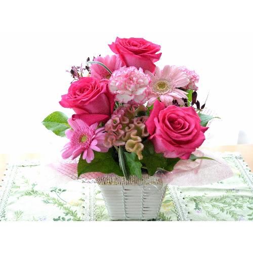 �v�`�ґ�ȃA�����W�@MilkyPink  (�o���ƃK�[�x���̃t�����[�A�����W�����g�j�@�s���N�n�@�a�����A�����L�O���A���j���A���\��A�R���T�[�g�A���C�u3