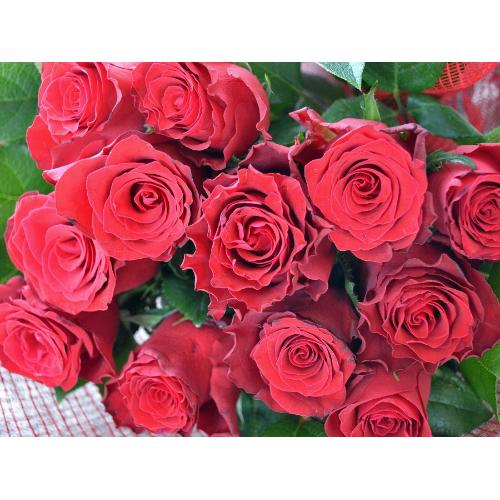 �P�_�[�X�̐Ԃ��o��  �i�ԑ��j�@�o�����^�C���A�z���C�g�f�C�A�����L�O���A�v���|�[�Y�A���l�̓��A�N���X�}�X5