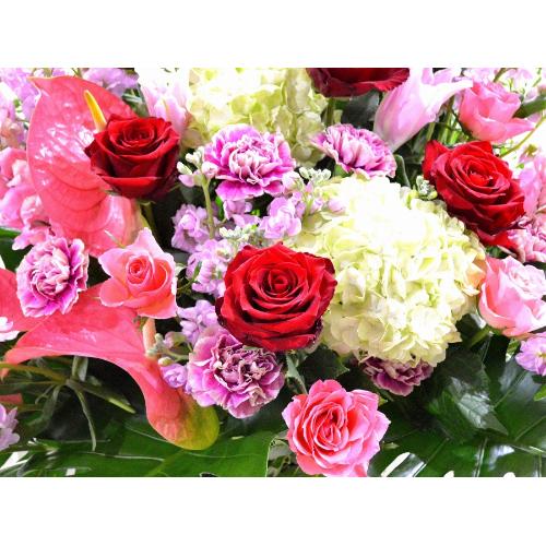���j���p�@�X�^���h�� �@��i�@�ԃs���N�n(�o���ƃ����̃X�^���h�ԁj�J�X�j���A�J�Əj���A���N�j���A�ړ]�j���A�A�C�j���A����A�R���T�[�g�A���C�u�A���\��4