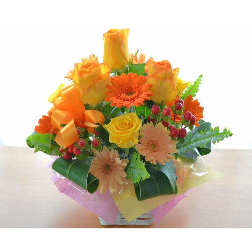 �v�`�ґ�ȃA�����W�����g�@OrangeHeart�@(�o���ƃK�[�x���̃t�����[�A�����W�������g�j�I�����W�n�@�a�����A�����L�O���A���j���A�h�V�̓�2