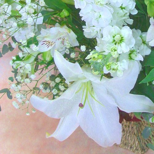 ���z���C�g�s���A�����ފ݁E�䖽���E�@���E�ȂǂɁE�E�E���s���{��悩�炨�͂����܂�3